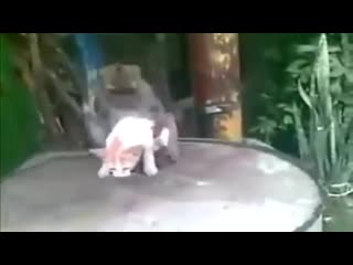 video обезьяна молодые кошку sex