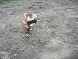 video монстр для компьютерных игр sex