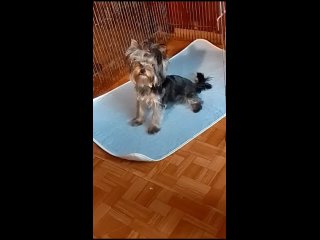 video щенок зигфрид продается sex