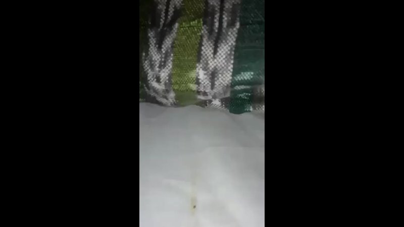 video 最新萌白酱vip付费之超短白色旗袍正宗无毛一线天馒头逼 filestorageemulated0whatsappmediawhatsapp videovid 20241003 wa0068 mp4 sex