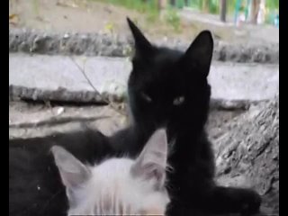 video астраханские котэ спят в нереальных позах sex