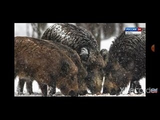 video beshenyaga media показывают в телевизоре съёмки кабанов mp4 sex